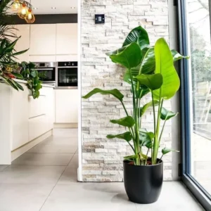 Bird of Paradise Live Plant Potted Tropical Exotic Flower