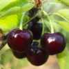 Black Cherry Tree Prunus Serotina - Sweet Cherry Fruit Tree - 4" Pot - Sapling