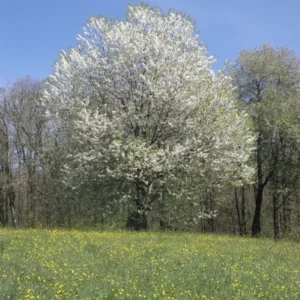 Black Cherry Tree Prunus Serotina - Sweet Cherry Fruit Tree - 4" Pot - Sapling