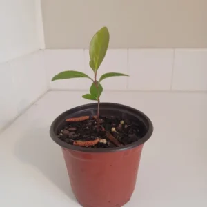 Black Cherry Tree Prunus Serotina - Sweet Cherry Fruit Tree - 4