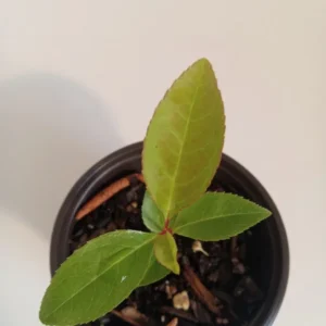 Black Cherry Tree Prunus Serotina - Sweet Cherry Fruit Tree - 4