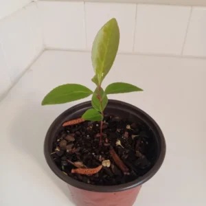 Black Cherry Tree Prunus Serotina - Sweet Cherry Fruit Tree - 4