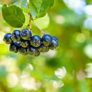Black Chokeberry Tree Aronia Melanocarpa – Edible Fruit Tree – Full Sun/Part Shade – Autumn Color