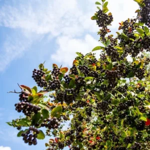 Black Chokeberry Tree Aronia Melanocarpa – Edible Fruit Tree – Full Sun/Part Shade – Autumn Color
