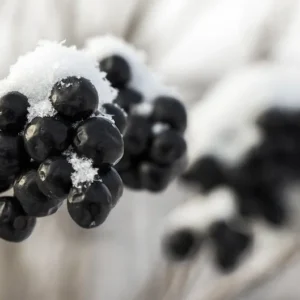 Black Chokeberry Tree Aronia Melanocarpa – Edible Fruit Tree – Full Sun/Part Shade – Autumn Color