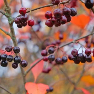 Black Chokeberry Tree Aronia Melanocarpa – Edible Fruit Tree – Full Sun/Part Shade – Autumn Color
