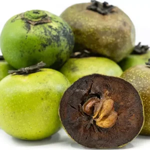 Black Sapote Seedling - Diospyros digyna - Gallon Pot - Fruit Tree Sapling