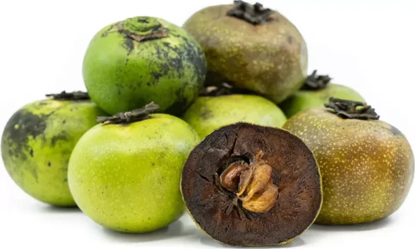 Black Sapote Seedling - Diospyros digyna - Gallon Pot - Fruit Tree Sapling