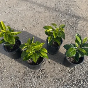 Black Sapote Seedling - Diospyros digyna - Gallon Pot - Fruit Tree Sapling