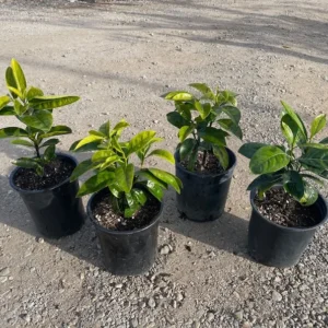 Black Sapote Seedling - Diospyros digyna - Gallon Pot - Fruit Tree Sapling