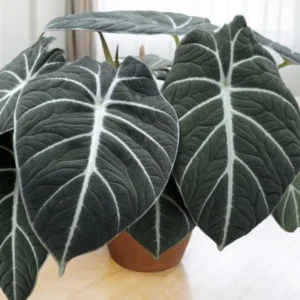Black Velvet Alocasia Plant Live - 4 to 6 Inch Indoor Elephant Ear
