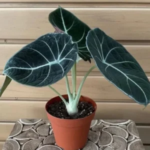 Black Velvet Alocasia Plant Live - 4 to 6 Inch Indoor Elephant Ear