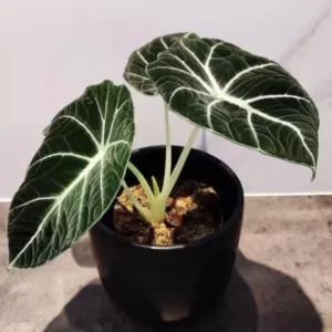 Black Velvet Alocasia Plant Live - 4 to 6 Inch Indoor Elephant Ear