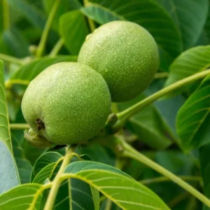 Black Walnut Tree 2-Pack Juglans Nigra - Edible Nuts - Hardwood Shade Tree - NOT SHIP AK, AZ, CA, HI