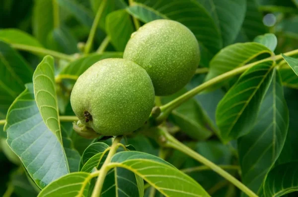 Black Walnut Tree 2-Pack Juglans Nigra - Edible Nuts - Hardwood Shade Tree - NOT SHIP AK, AZ, CA, HI