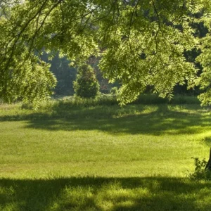 Black Walnut Tree 2-Pack Juglans Nigra - Edible Nuts - Hardwood Shade Tree - NOT SHIP AK, AZ, CA, HI