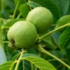 Black Walnut Tree Juglans Nigra - Edible Nut Tree - 2 to 3 ft Sapling