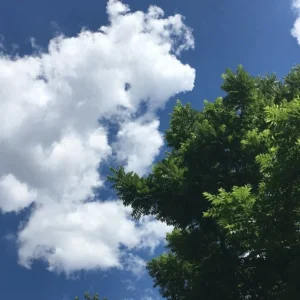 Black Walnut Tree Juglans Nigra - Edible Nut Tree - 2 to 3 ft Sapling