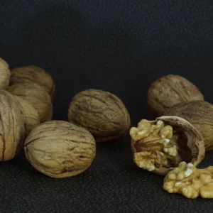 Black Walnut Tree Juglans Nigra - Edible Nut Tree - 2 to 3 ft Sapling