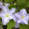 Blue Angel Clematis Vine - Perennial Plant - 2.5" Pot - Light Blue Flower