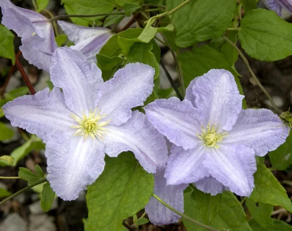 Blue Angel Clematis Vine - Perennial Plant - 2.5" Pot - Light Blue Flower