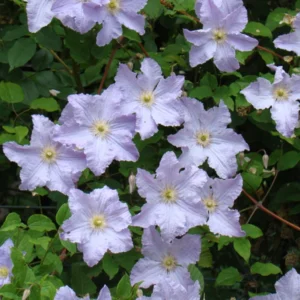 Blue Angel Clematis Vine - Perennial Plant - 2.5" Pot - Light Blue Flower