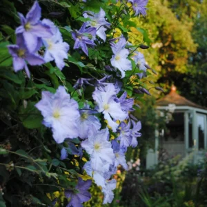 Blue Angel Clematis Vine - Perennial Plant - 2.5