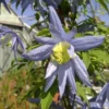 Blue Bird macropetala Clematis Vine Seeds - 15 Seeds - Climbing Flower
