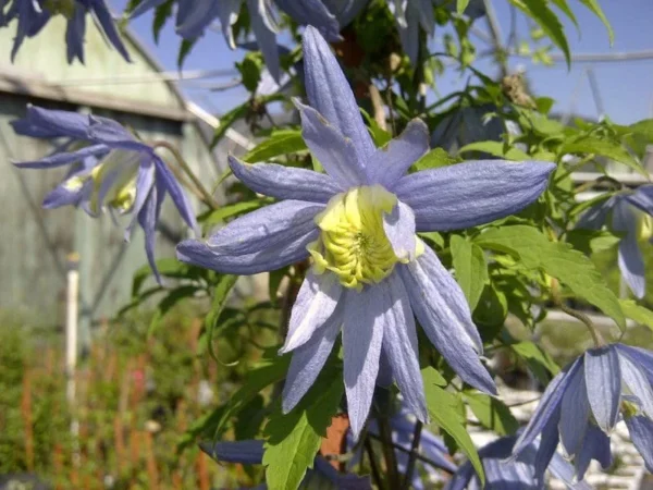 Blue Bird macropetala Clematis Vine Seeds - 15 Seeds - Climbing Flower