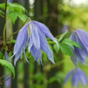 Blue Bird macropetala Clematis Vine Seeds - 15 Seeds - Climbing Flower