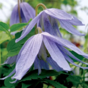 Blue Bird macropetala Clematis Vine Seeds - 15 Seeds - Climbing Flower