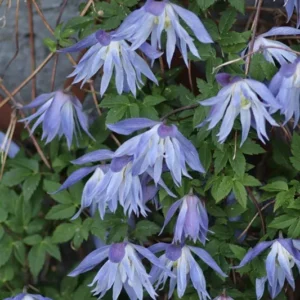 Blue Bird macropetala Clematis Vine Seeds - 15 Seeds - Climbing Flower
