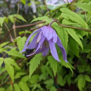 Blue Bird macropetala Clematis Vine Seeds - 15 Seeds - Climbing Flower