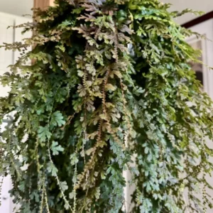 Blue Fern Basket - Unique Fern Plant - Indoor Decor
