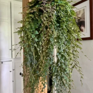 Blue Fern Basket - Unique Fern Plant - Indoor Decor