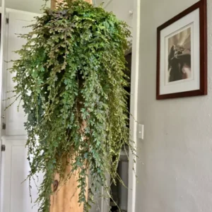 Blue Fern Basket - Unique Fern Plant - Indoor Decor