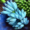 Blue Java Banana Tree - Ice Cream Banana Plant - Tropical Fruit Tree