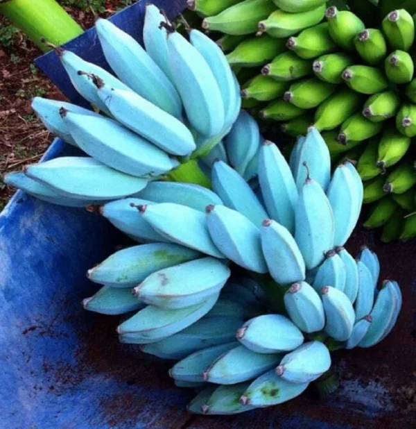 Blue Java Banana Tree - Ice Cream Banana Plant - Tropical Fruit Tree