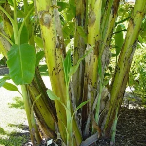 Blue Java Banana Tree - Ice Cream Banana Plant - Tropical Fruit Tree