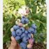Blueberry Organic Tree - Fruit Tree - Grow Your Own Delicious Blueberries