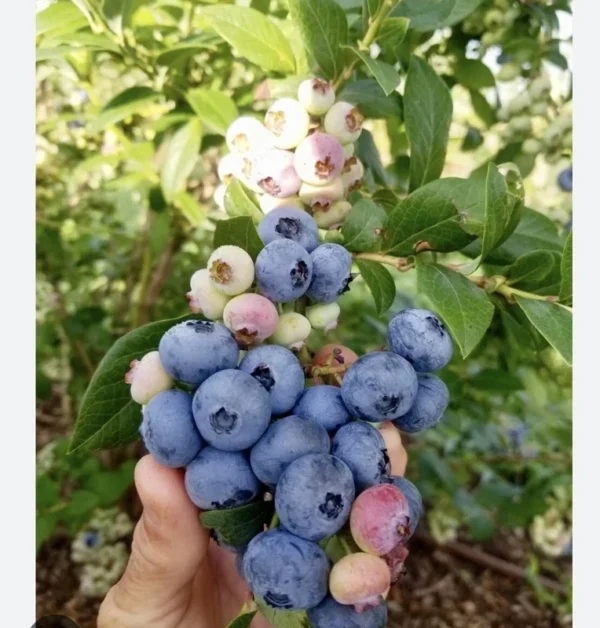 Blueberry Organic Tree - Fruit Tree - Grow Your Own Delicious Blueberries
