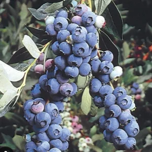 Blueberry Organic Tree - Fruit Tree - Grow Your Own Delicious Blueberries