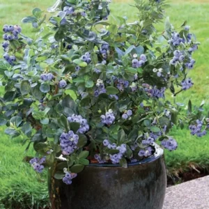 Blueberry Organic Tree - Fruit Tree - Grow Your Own Delicious Blueberries