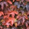 Boston Ivy Plant - Parthenocissus ticuspidata Veitchii - 2.5 inch Pot - Wall Climbing Vine