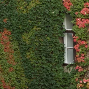 Boston Ivy Plant - Parthenocissus ticuspidata Veitchii - 2.5 inch Pot - Wall Climbing Vine
