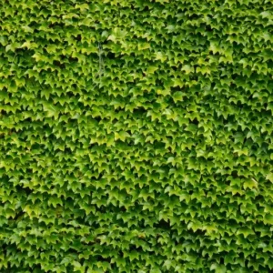 Boston Ivy Plant - Parthenocissus ticuspidata Veitchii - 2.5 inch Pot - Wall Climbing Vine