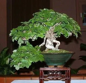 Boston Ivy Plant - Parthenocissus ticuspidata Veitchii - 2.5 inch Pot - Wall Climbing Vine