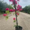 Bougainvillea Barbara Karst Live Plant: Magenta Flowers Vine, 1-2 Ft Tall