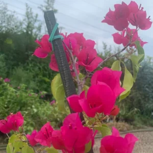 Bougainvillea Barbara Karst Live Plant: Magenta Flowers Vine, 1-2 Ft Tall