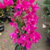 Bougainvillea Miami Pink Live Plant - Flowering Vine - 1-2 ft - 1 Gallon Pot